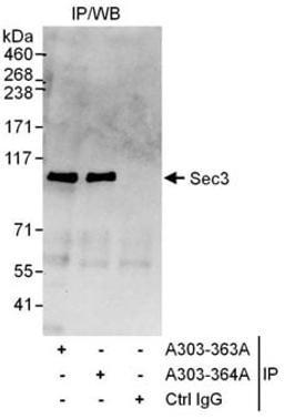 Detection of human Sec3 by western blot of immunoprecipitates.