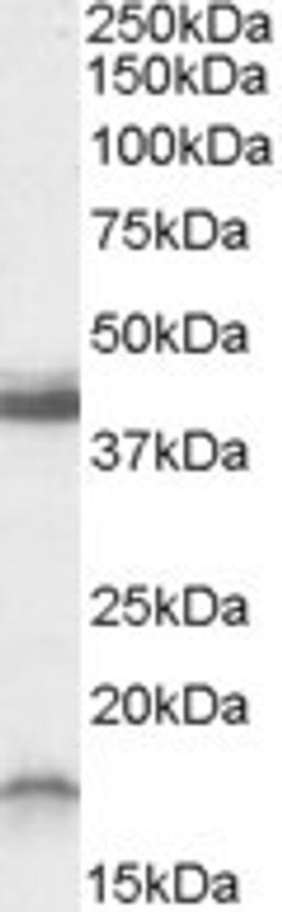 Western Blot: RAMP1 Antibody [NBP1-20966] - (0.3ug/ml) staining of Rat Brain lysate (35ug protein in RIPA buffer). Primary incubation was 1 hour. Detected by chemiluminescence.