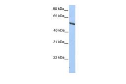 Antibody used in WB on Human HepG2 at 0.2-1 ug/ml.