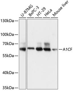 Western blot - A1CF antibody (A13087)