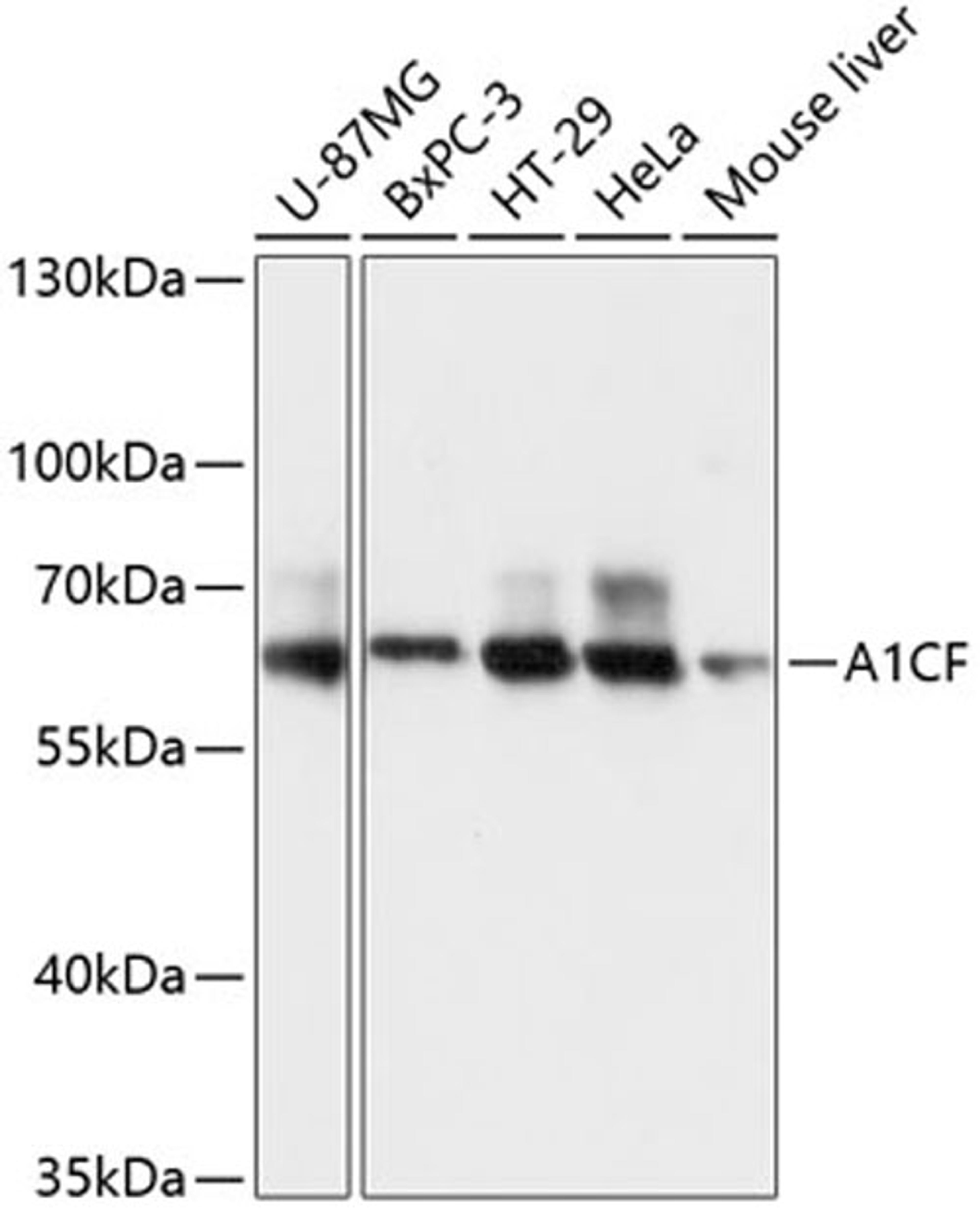 Western blot - A1CF antibody (A13087)