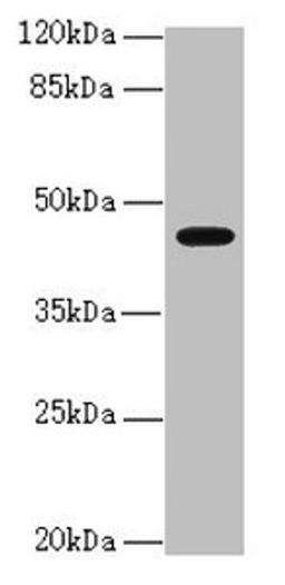 Western blot. All lanes: RFPL2 antibody at 3.36µg/ml + MCF-7 whole cell lysate. Secondary. Goat polyclonal to rabbit IgG at 1/10000 dilution. Predicted band size: 43, 33, 36 kDa. Observed band size: 43 kDa