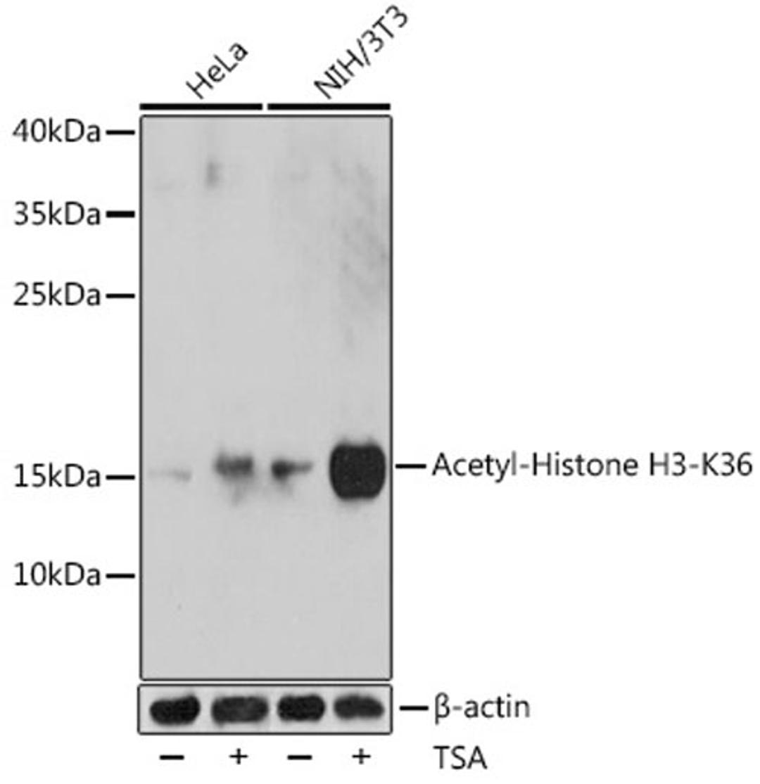 Western blot - Acetyl-Histone H3-K36 antibody (A16077)