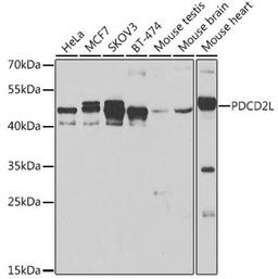 Western blot - PDCD2L antibody (A7394)