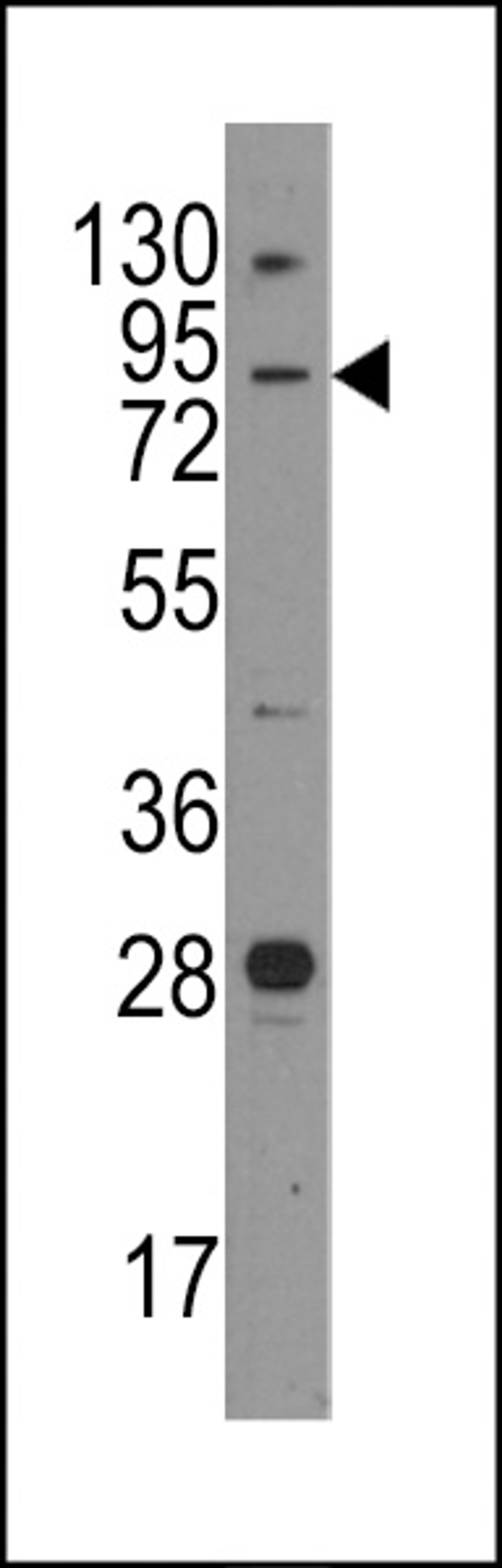 Western blot analysis of anti-Junctophilin 3 Pab in mouse brain tissue lysates (35ug/lane).