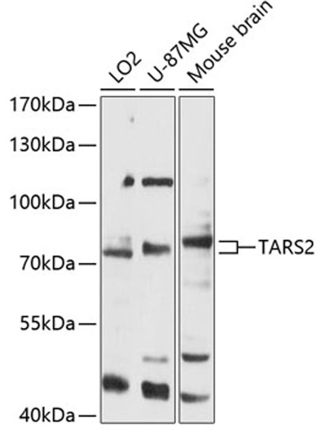 Western blot - TARS2 antibody (A12853)