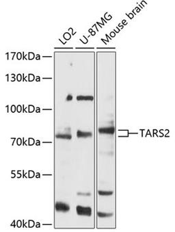 Western blot - TARS2 antibody (A12853)