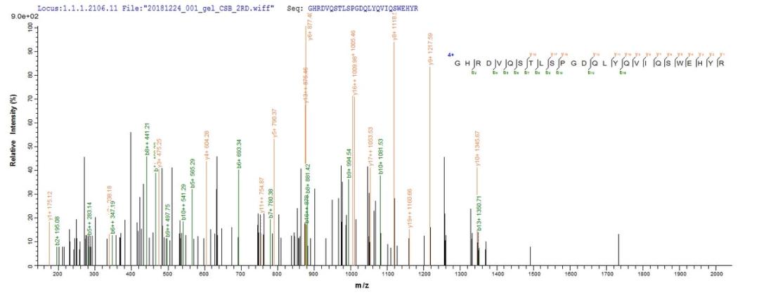Based on the SEQUEST from database of E.coli host and target protein, the LC-MS/MS Analysis result of CSB-EP017862MO could indicate that this peptide derived from E.coli-expressed Mus musculus (Mouse) Pglyrp1.