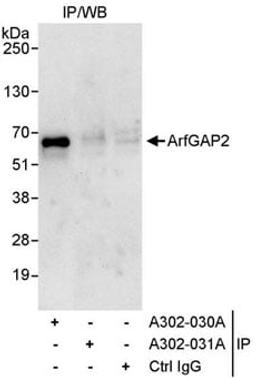 Detection of human ArfGAP2 by western blot of immunoprecipitates.