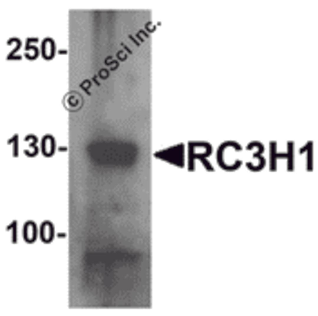 Western blot analysis of RC3H1 in HeLa cell lysate with RC3H1 antibody at 1 &#956;g/mL