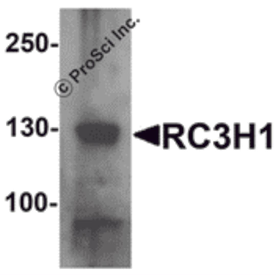 Western blot analysis of RC3H1 in HeLa cell lysate with RC3H1 antibody at 1 μg/mL