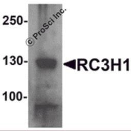 Western blot analysis of RC3H1 in HeLa cell lysate with RC3H1 antibody at 1 μg/mL