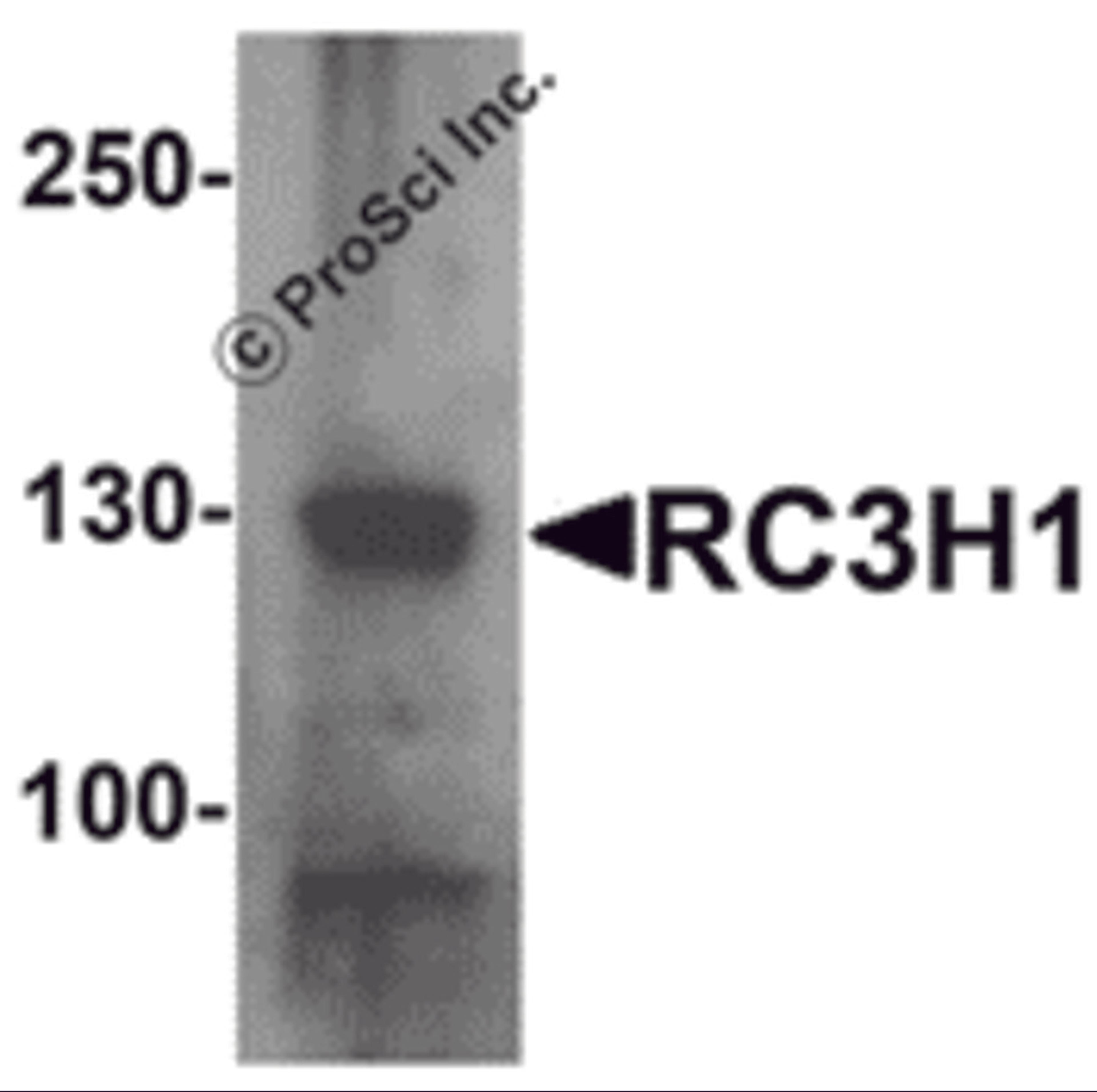 Western blot analysis of RC3H1 in HeLa cell lysate with RC3H1 antibody at 1 μg/mL