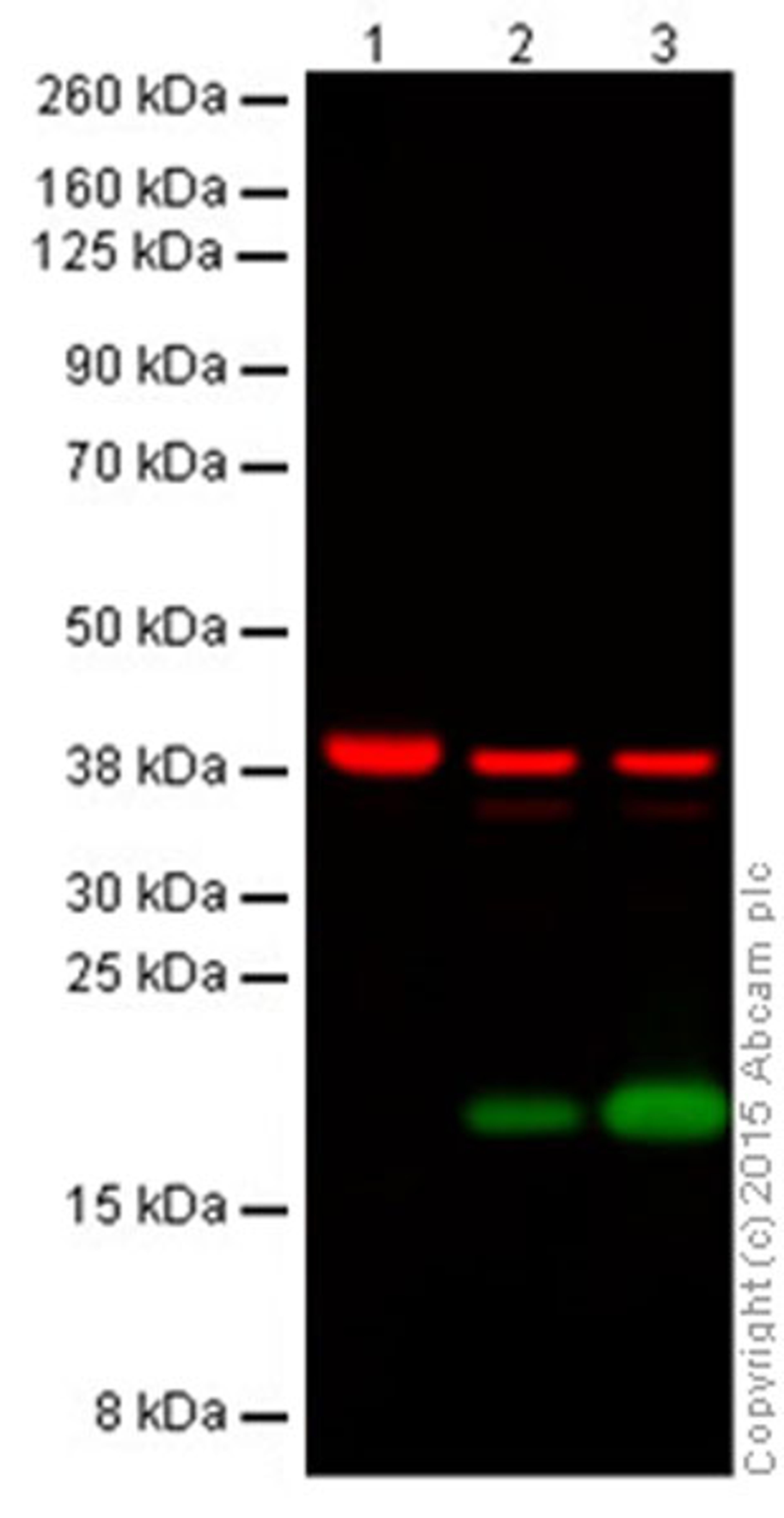 Western blot - Anti-Histone H3 (citrulline R2 + R8 + R17) antibody - ChIP Grade (ab5103)