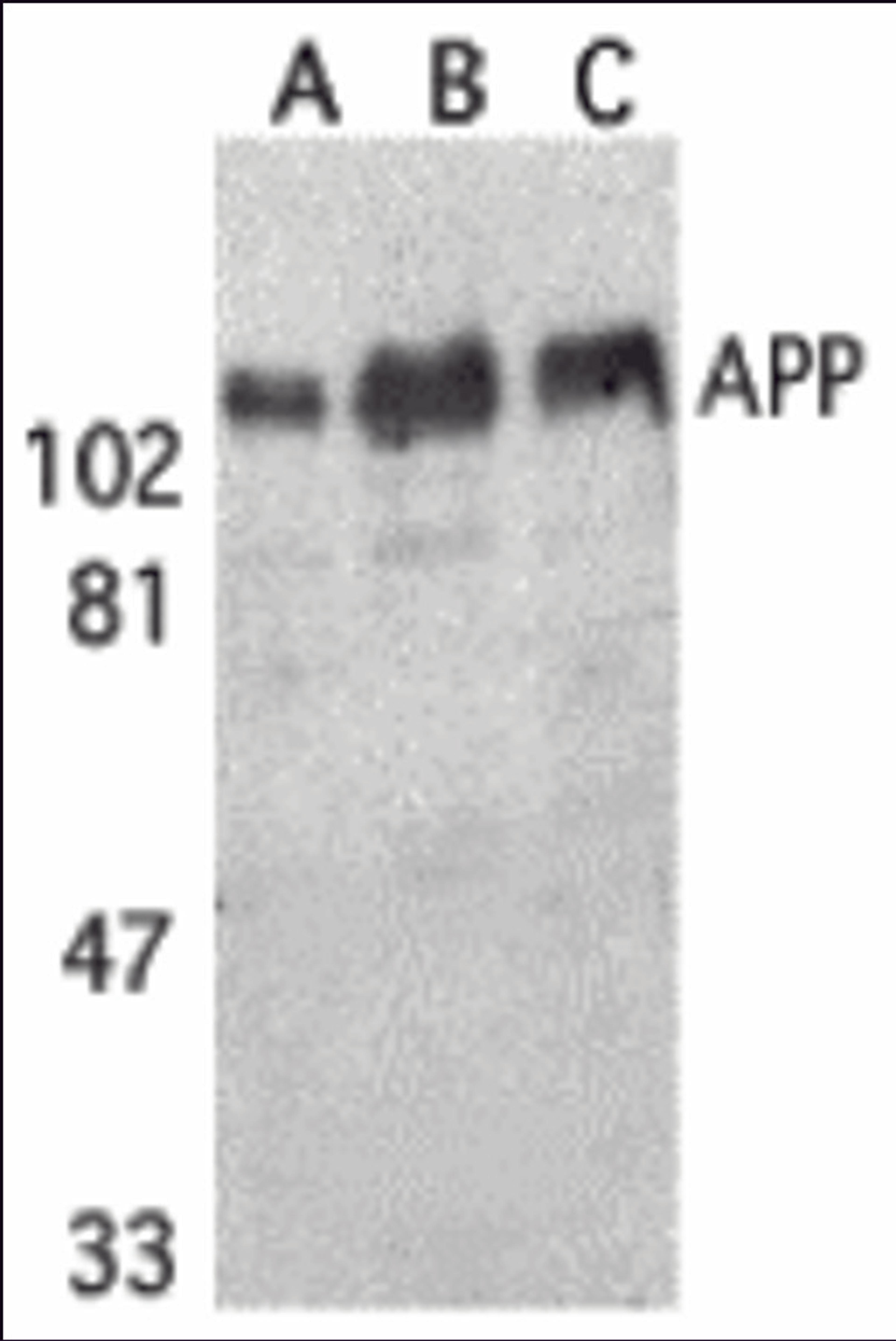 Western blot analysis of APP in (A) human, (B) mouse, and (C) rat brain tissue lysates with APP antibody at 1 μg/mL.