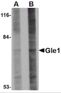 Western blot analysis of Gle1 in 293 cell lysate with Gle1 antibody at (A) 1 and (B) 2 μg/mL.