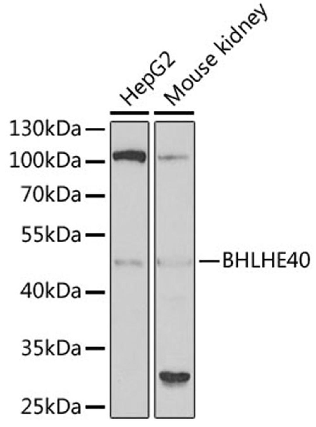 Western blot - BHLHE40 antibody (A6534)