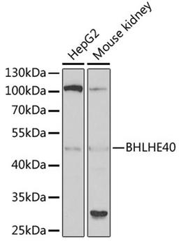 Western blot - BHLHE40 antibody (A6534)