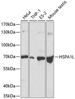 Western blot - HSPA1L antibody (A1856)