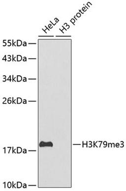 Western blot - TriMethyl-Histone H3-K79 antibody (A2369)