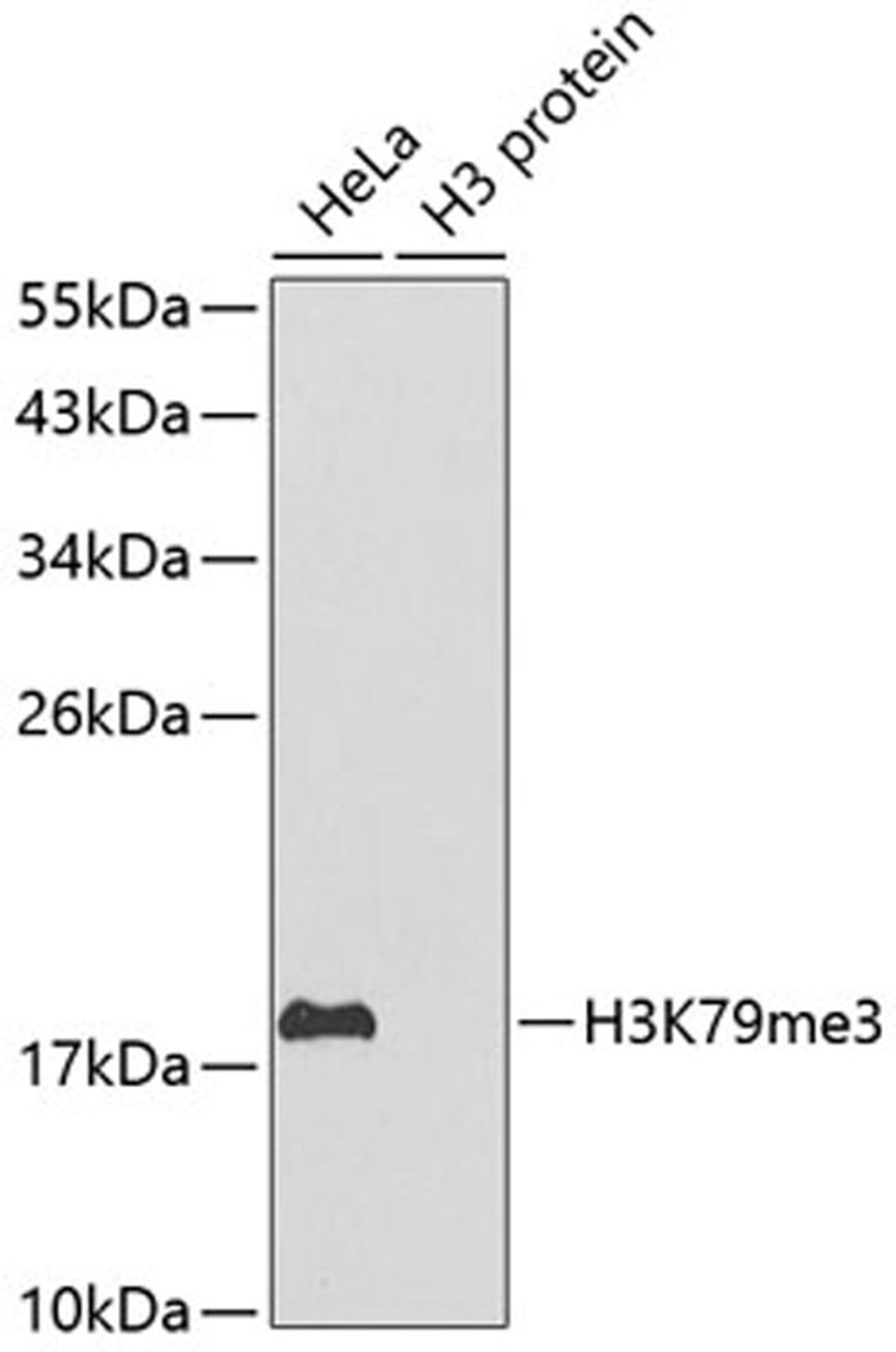 Western blot - TriMethyl-Histone H3-K79 antibody (A2369)