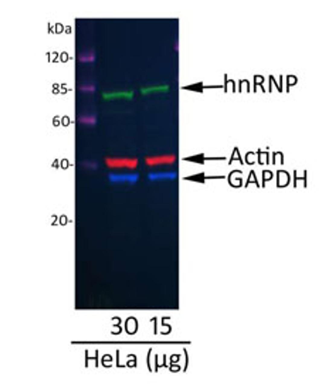 Detection of hnRNP, Actin, and GAPDH in HeLa Whole Cell Lysate.