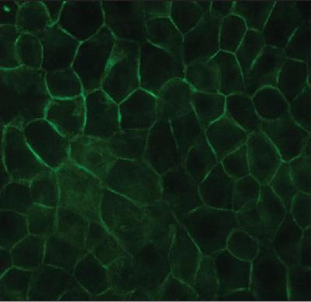 Immunocytochemistry/Immunofluorescence: E-Cadherin Antibody (DECMA-1) [NB120-11512] - MDCK cells were fixed and permeabilized with methanol followed by acetone. Fixed cells were stained with 1:3,200 Rat Monoclonal Anti-Uvomorulin/E-Cadherin, Clone: DECMA-1. The antibody was developed using Goat Anti-Rat IgG, FITC conjugate.