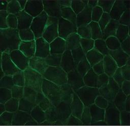 Immunocytochemistry/Immunofluorescence: E-Cadherin Antibody (DECMA-1) [NB120-11512] - MDCK cells were fixed and permeabilized with methanol followed by acetone. Fixed cells were stained with 1:3,200 Rat Monoclonal Anti-Uvomorulin/E-Cadherin, Clone: DECMA-1. The antibody was developed using Goat Anti-Rat IgG, FITC conjugate.