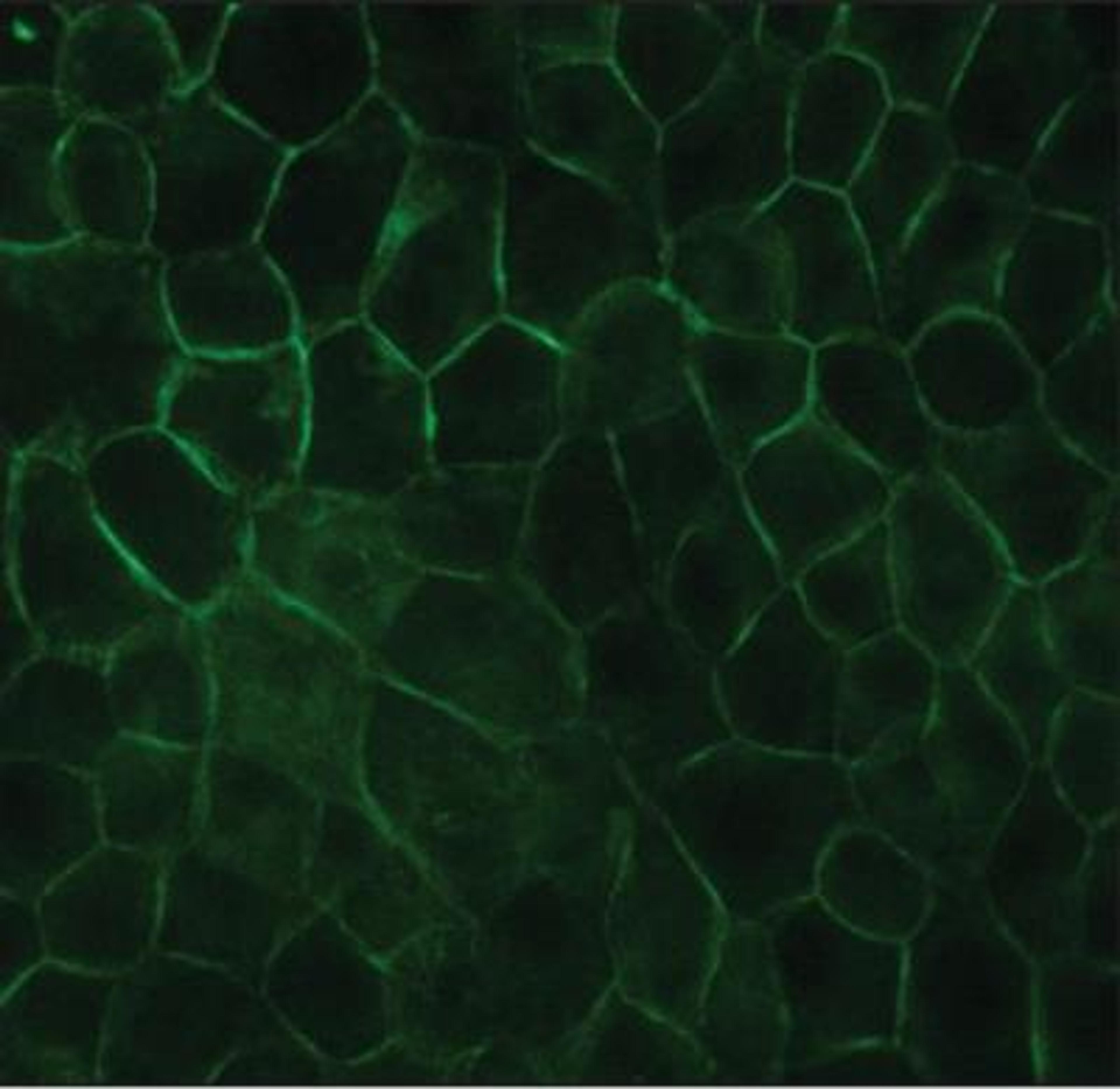 Immunocytochemistry/Immunofluorescence: E-Cadherin Antibody (DECMA-1) [NB120-11512] - MDCK cells were fixed and permeabilized with methanol followed by acetone. Fixed cells were stained with 1:3,200 Rat Monoclonal Anti-Uvomorulin/E-Cadherin, Clone: DECMA-1. The antibody was developed using Goat Anti-Rat IgG, FITC conjugate.