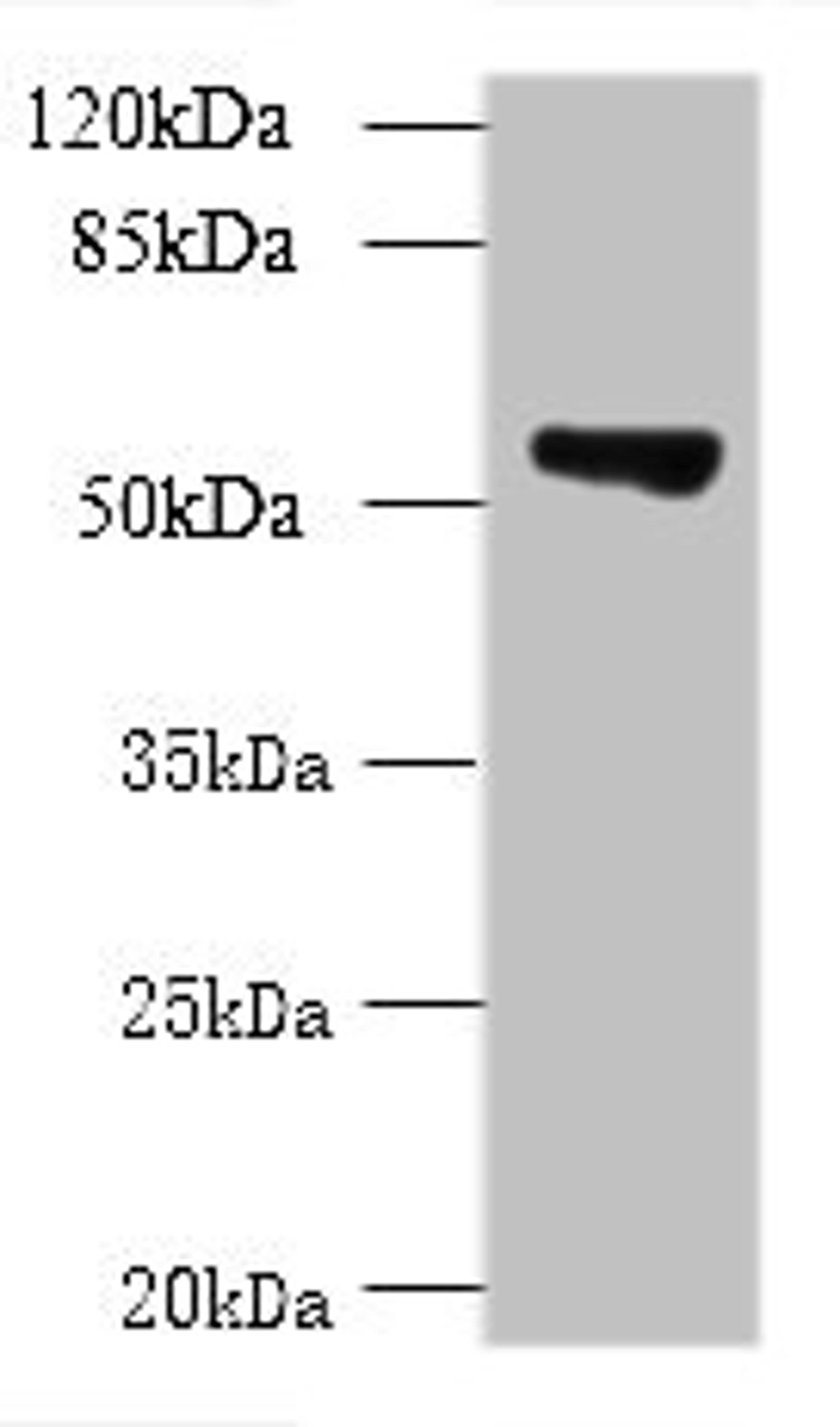 Western blot. All lanes: TCP11L2 antibody at 1µg/ml + A549 whole cell lysate. Secondary. Goat polyclonal to rabbit at 1/10000 dilution. Predicted band size: 59, 30 kDa. Observed band size: 59 kDa