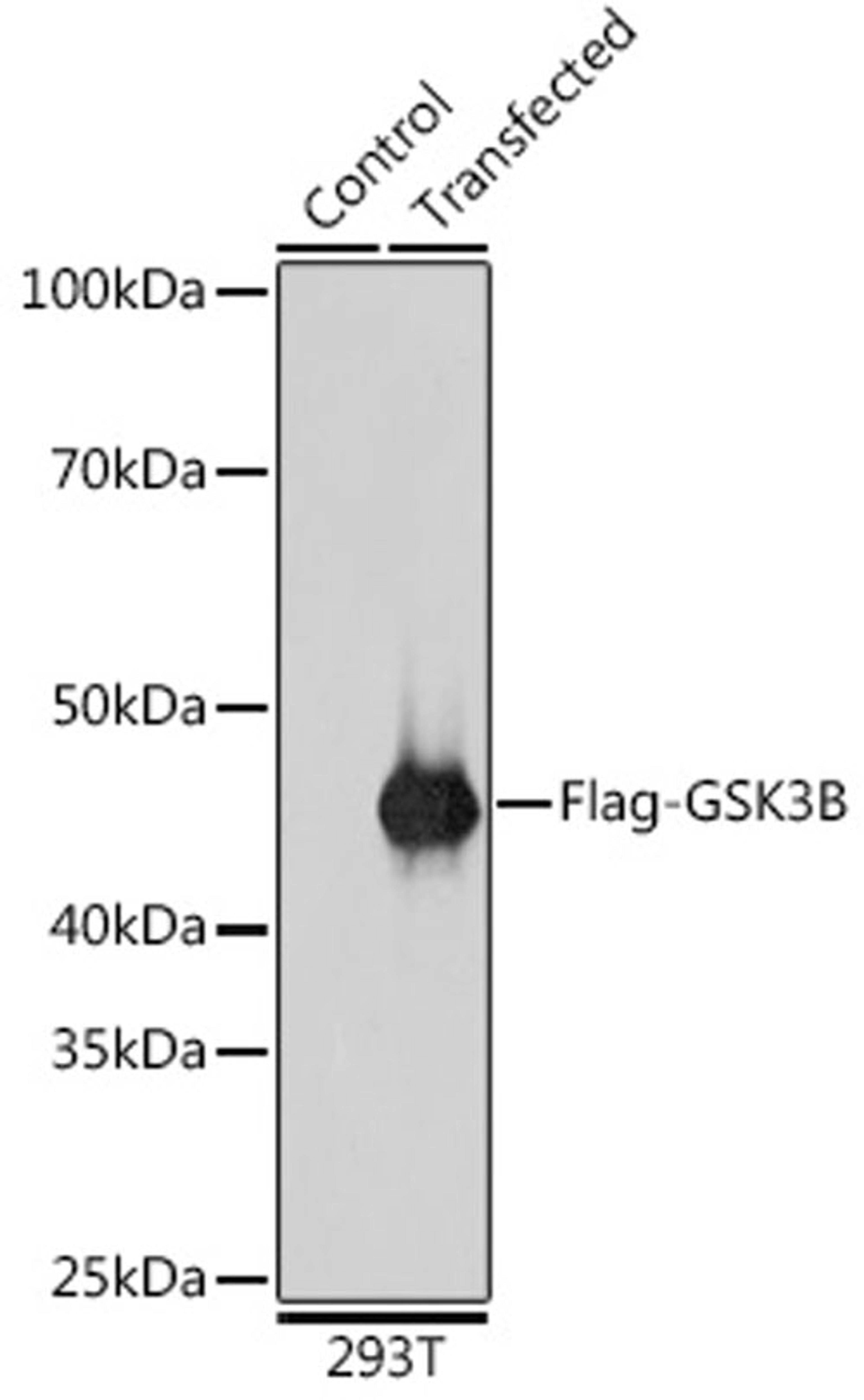 Immunofluorescence - DDDDK-Tag antibody (AE063)