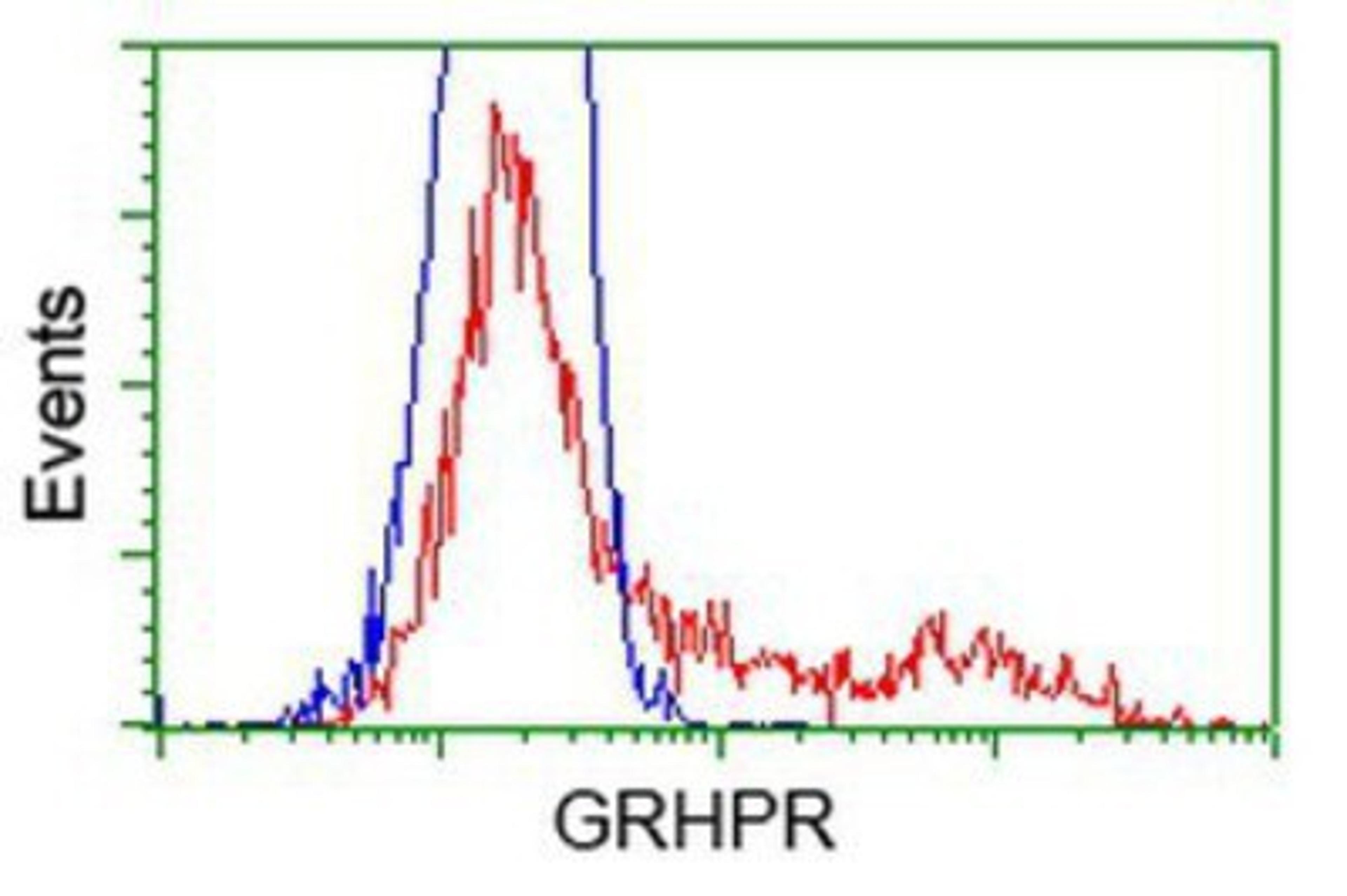 Flow Cytometry: GRHPR Antibody (2H4) [NBP2-03348] - HEK293T cells transfected with either overexpression plasmid (Red) or empty vector control plasmid (Blue) were immunostained by anti-GRHPR antibody, and then analyzed by flow cytometry.