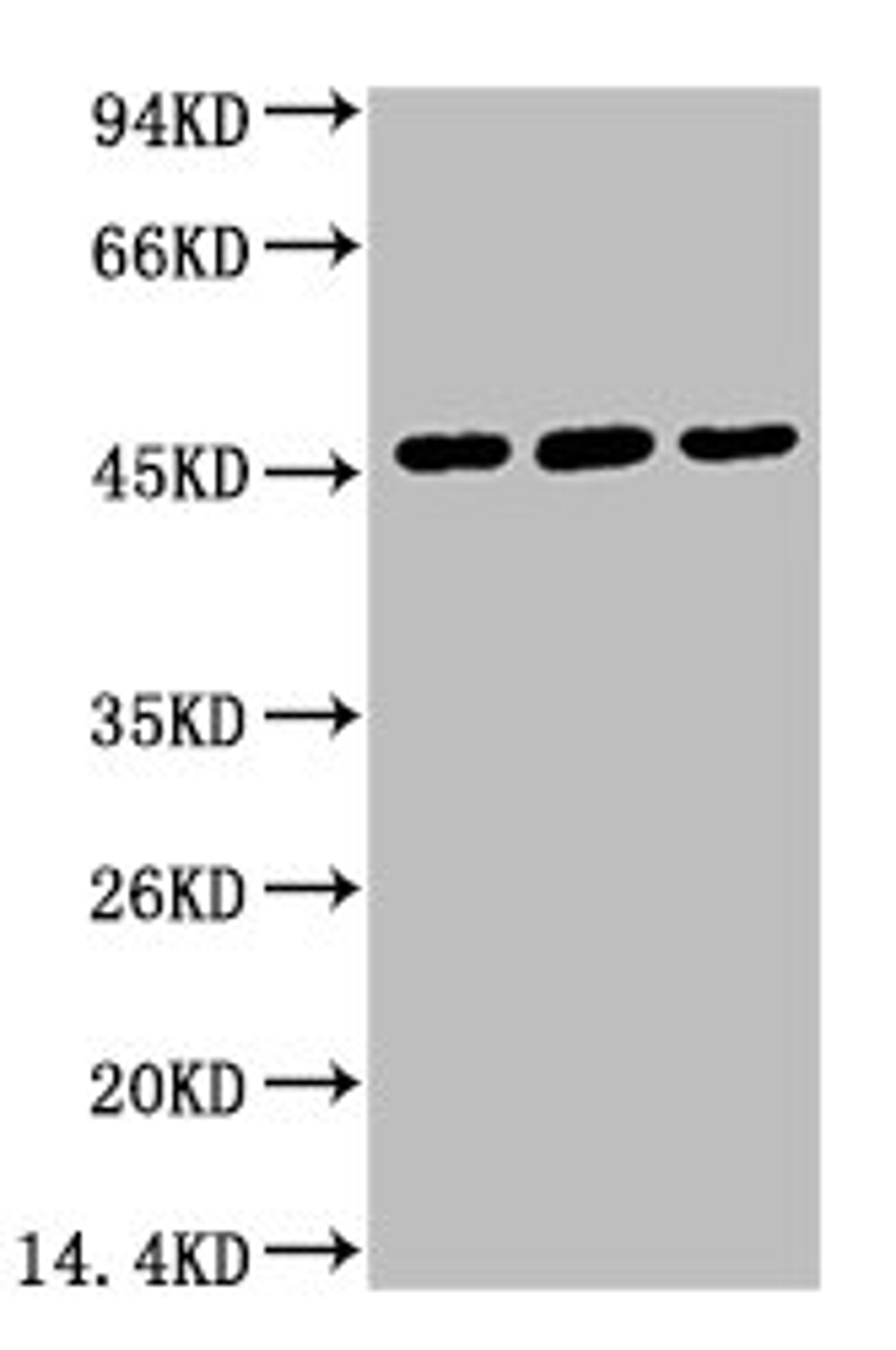 Western blot analysis of 1) Hela, 2) HepG2, 3) Mouse Skeletal Muscle tissue, (2F7) diluted at 1:1000.