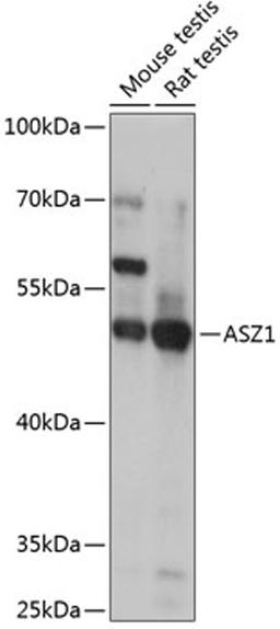 Western blot - ASZ1 antibody (A14447)