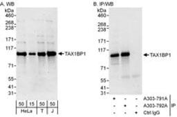 Detection of human TAX1BP1 by western blot and immunoprecipitation.