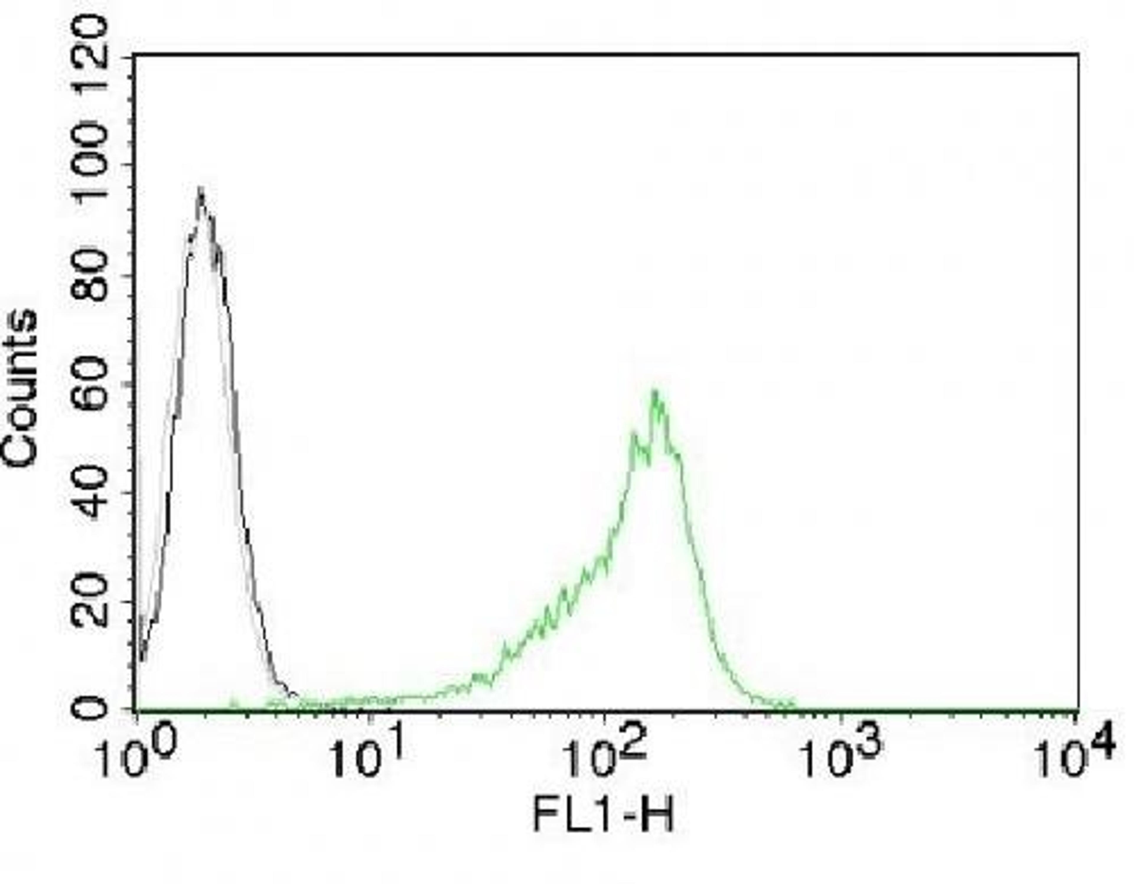 Flow cytometric analysis of 293T Cells using Nucleolar Antigen antibody