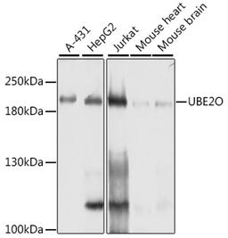 Western blot - UBE2O antibody (A10036)