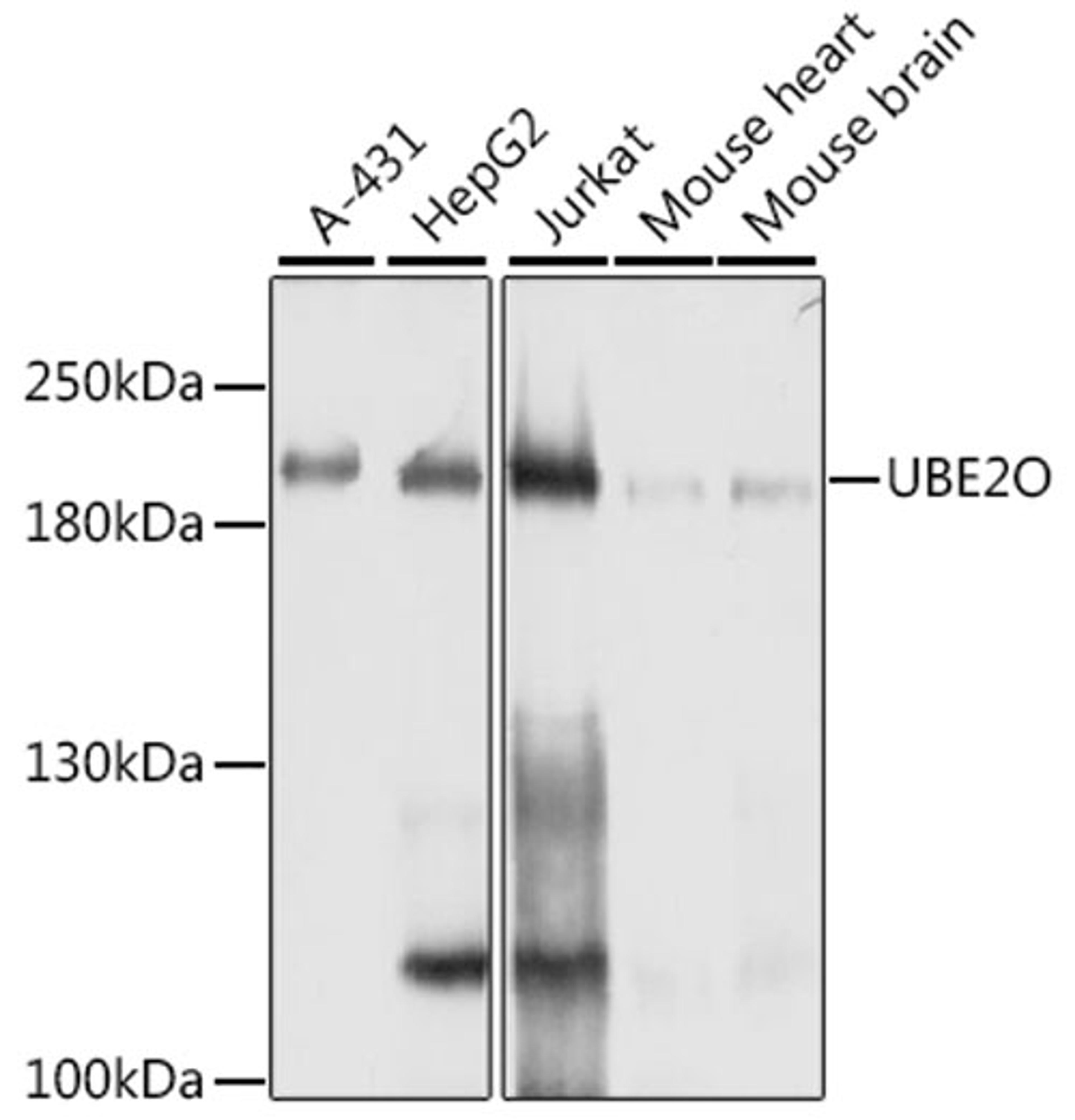 Western blot - UBE2O antibody (A10036)