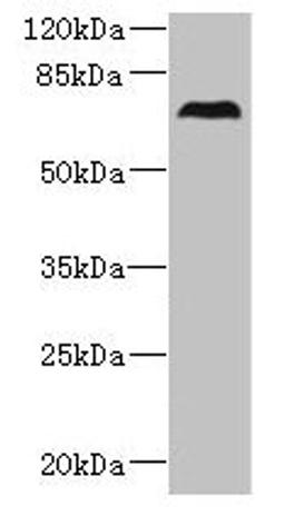 Western blot. All lanes: CEP76 antibody at 0.5µg/ml + 293T whole cell lysate. Secondary. Goat polyclonal to rabbit IgG at 1/10000 dilution. Predicted band size: 75, 66, 30 kDa. Observed band size: 75 kDa