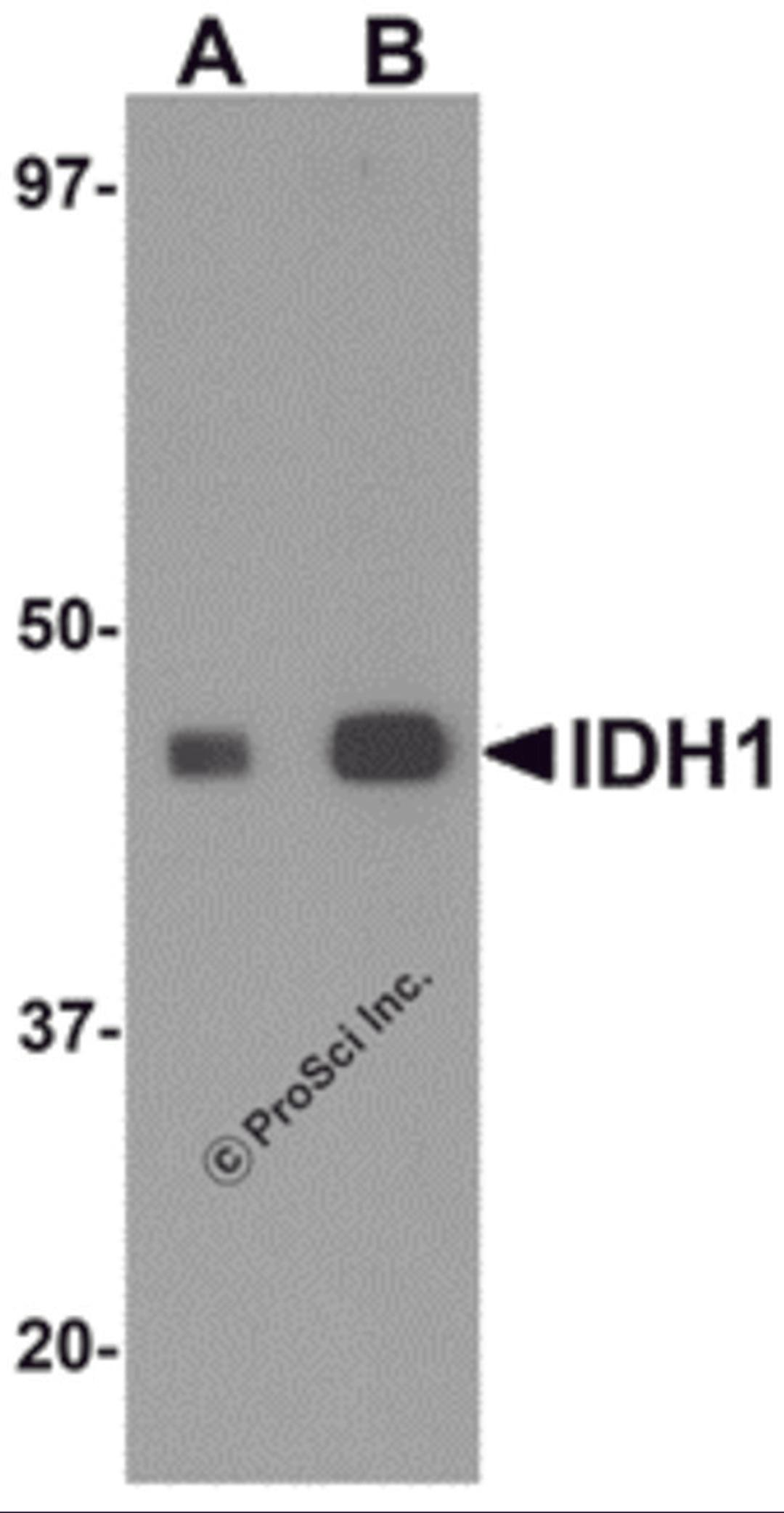 Western blot analysis of IDH1 in HepG2 cell lysate with IDH1 antibody at (A) 1 and (B) 2 &#956;g/mL.