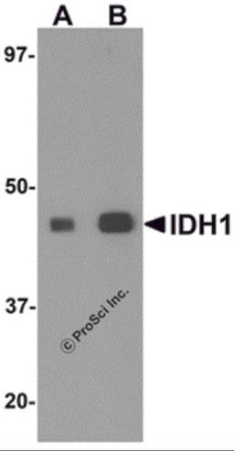 Western blot analysis of IDH1 in HepG2 cell lysate with IDH1 antibody at (A) 1 and (B) 2 μg/mL.