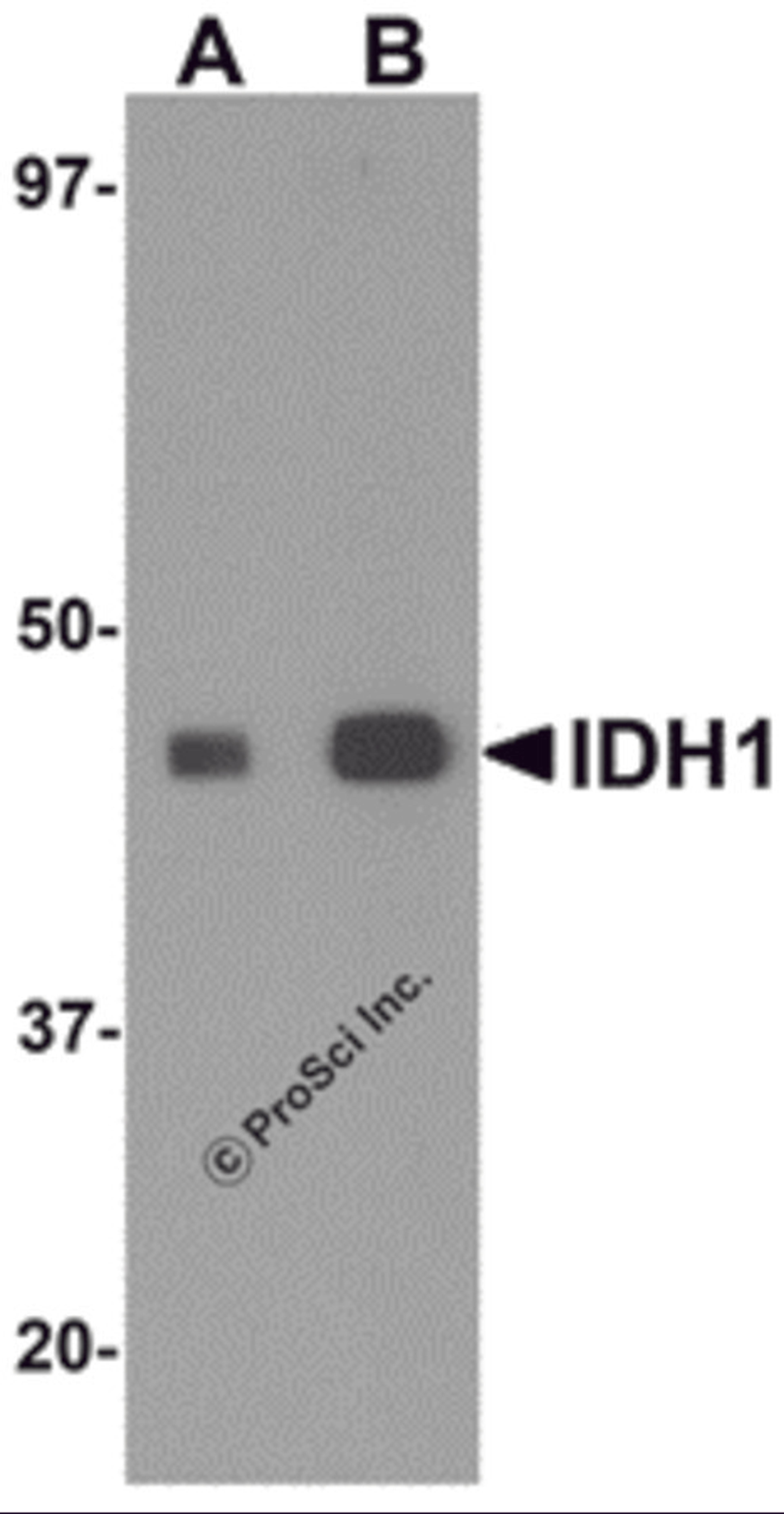 Western blot analysis of IDH1 in HepG2 cell lysate with IDH1 antibody at (A) 1 and (B) 2 μg/mL.