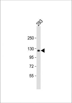 Western Blot at 1:1000 dilution + 293 whole cell lysate Lysates/proteins at 20 ug per lane.