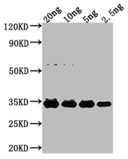 Western Blot. Positive WB detected in Recombinant protein. All lanes: NFUA antibody at 1:2000. Secondary. Goat polyclonal to rabbit IgG at 1/50000 dilution. Predicted band size: 25.2 kDa. Observed band size: 32 kDa.