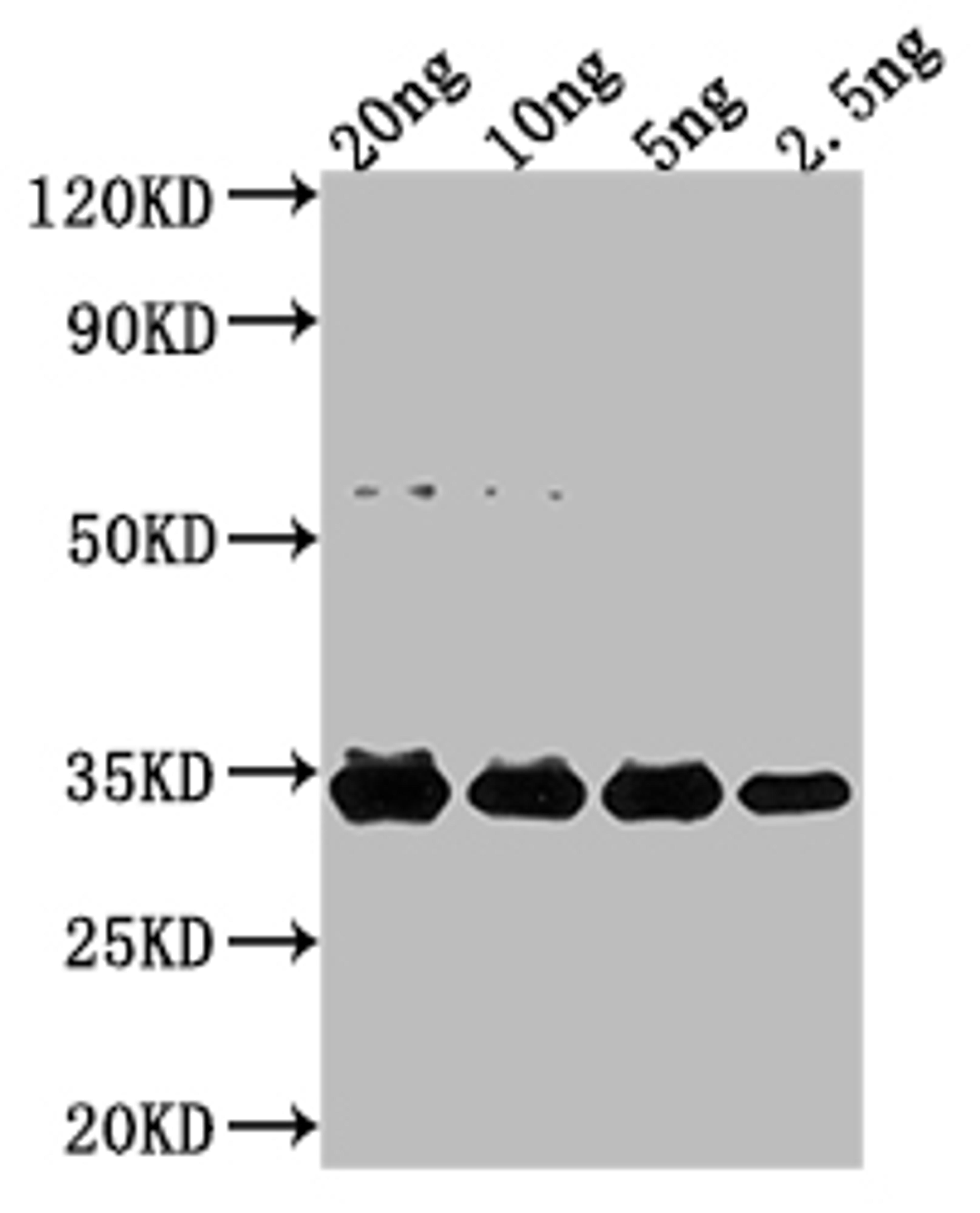 Western Blot. Positive WB detected in Recombinant protein. All lanes: NFUA antibody at 1:2000. Secondary. Goat polyclonal to rabbit IgG at 1/50000 dilution. Predicted band size: 25.2 kDa. Observed band size: 32 kDa.