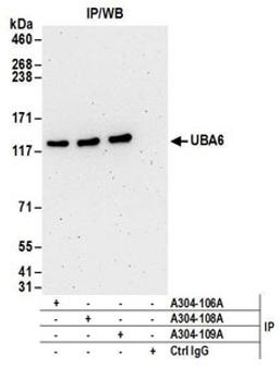 Detection of human UBA6 by western blot of immunoprecipitates.