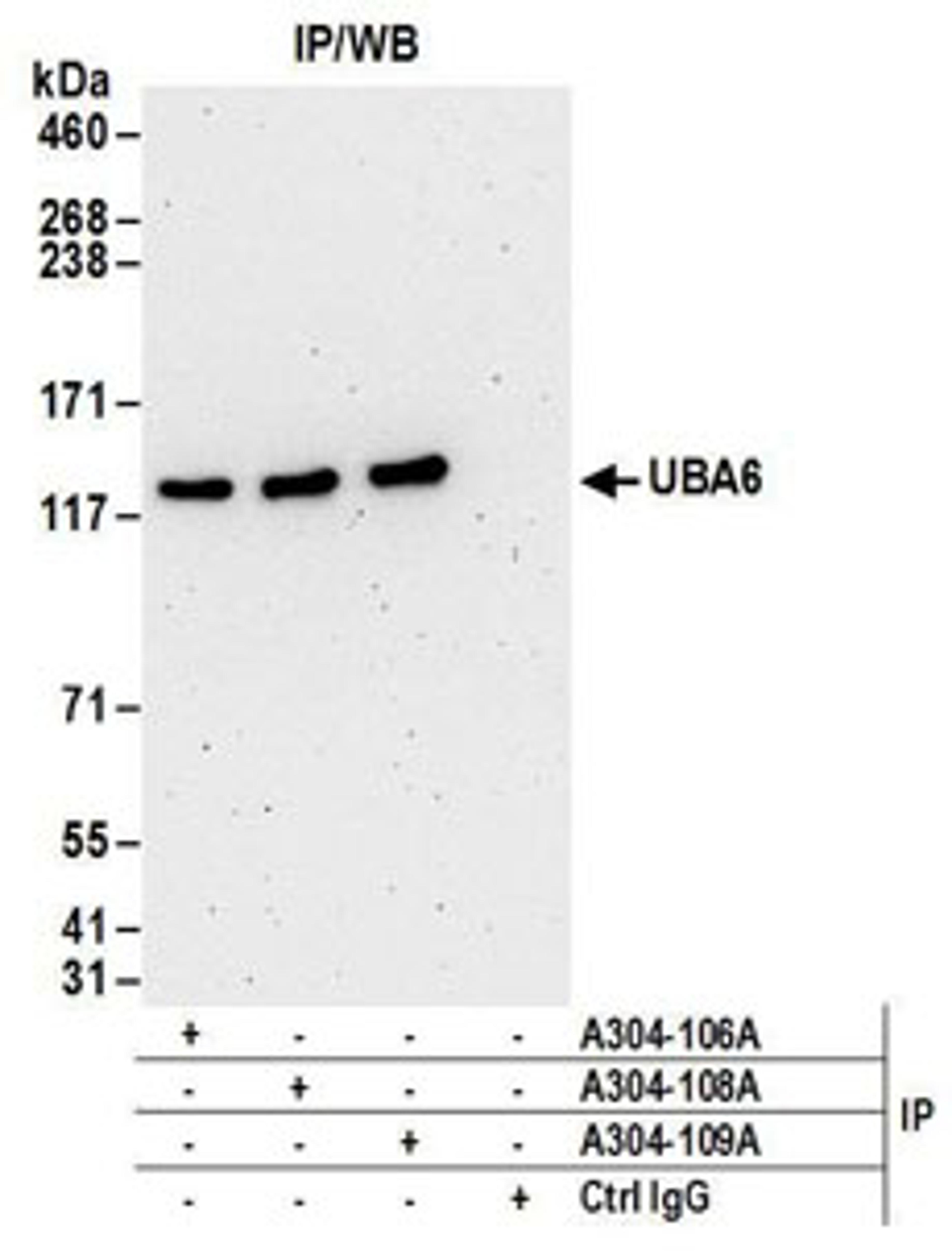 Detection of human UBA6 by western blot of immunoprecipitates.