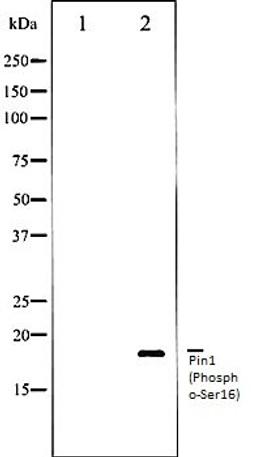 Western blot analysis of COS7 whole cell lysates using Pin1 (Phospho-Ser16) antibody, The lane on the left is treated with the antigen-specific peptide.