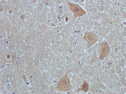 Immunohistochemical staining of rat spinal cord tissue using anti-NeuN (2.5 ug/ml)