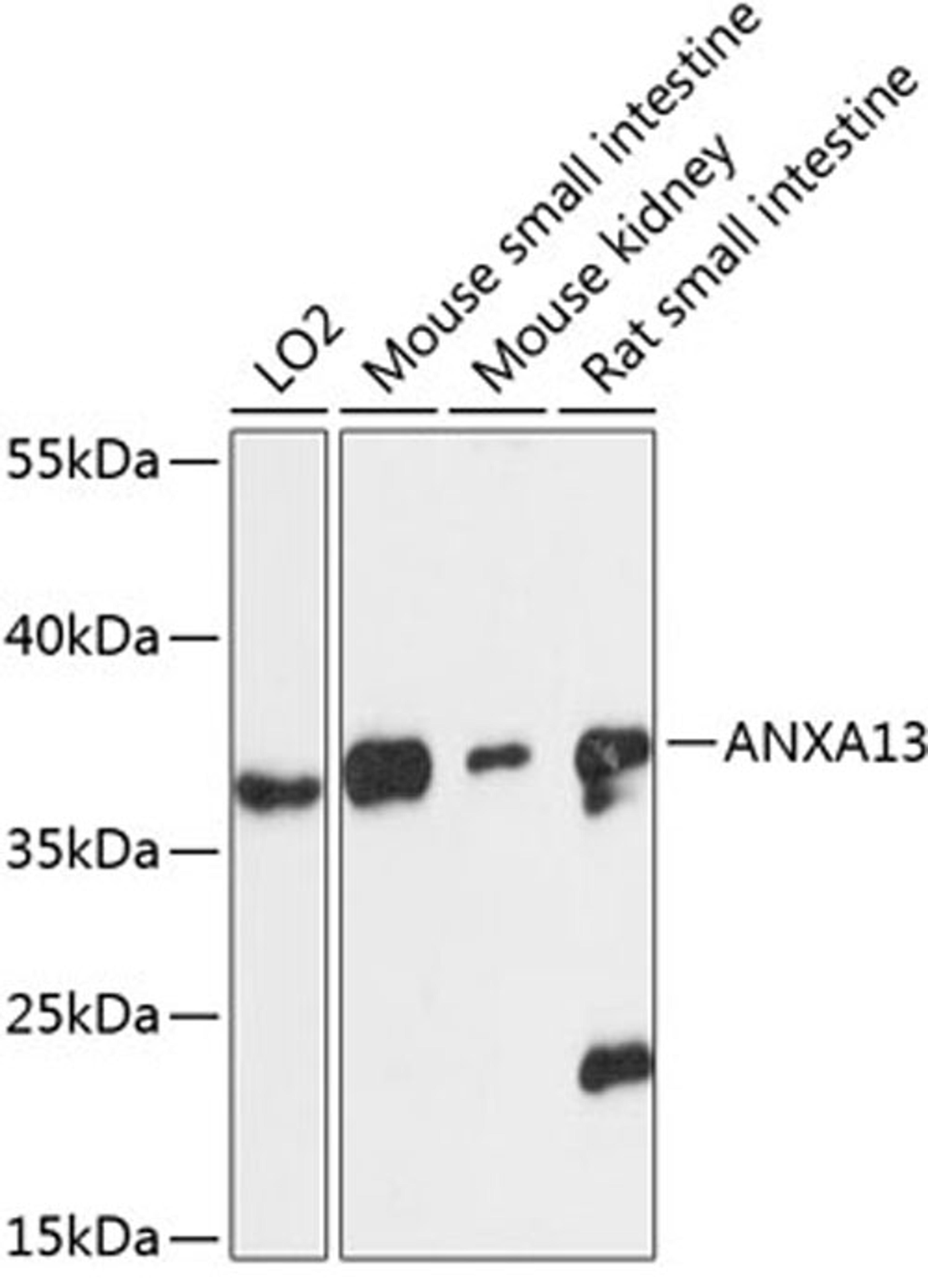 Western blot - ANXA13 antibody (A13728)